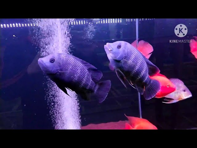 Kk Aquatic Pet Sdn Bhd Youtube