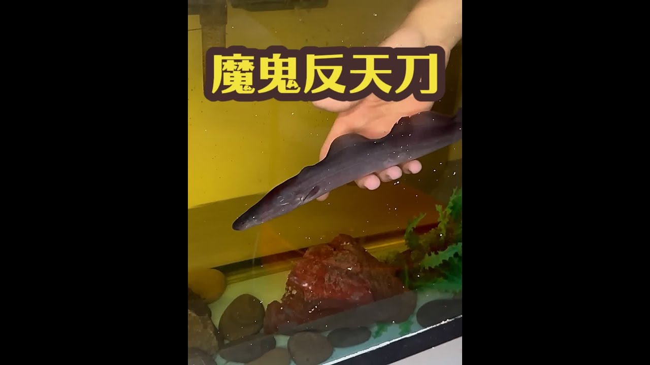 男人深夜帮人清理鱼池 捕获了尼罗河的魔鬼反天刀 #真实户外 #不明生物 #鲍比捕鱼 #观赏鱼 #反天刀 - YouTube