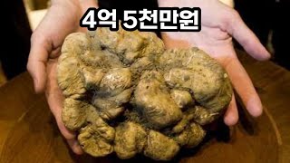 없어서 못 판다는 곰팡이 덩어리 (대부분 다 아는 맛)