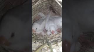 Java sparrow #whitejavasparrow 2 pairs colony #breedingprogress 2021