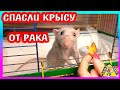 СПАСЛИ КРЫСУ Плюшу / Как поживают наши крысы / Алиса Изи Петс / Alisa Easy Pets