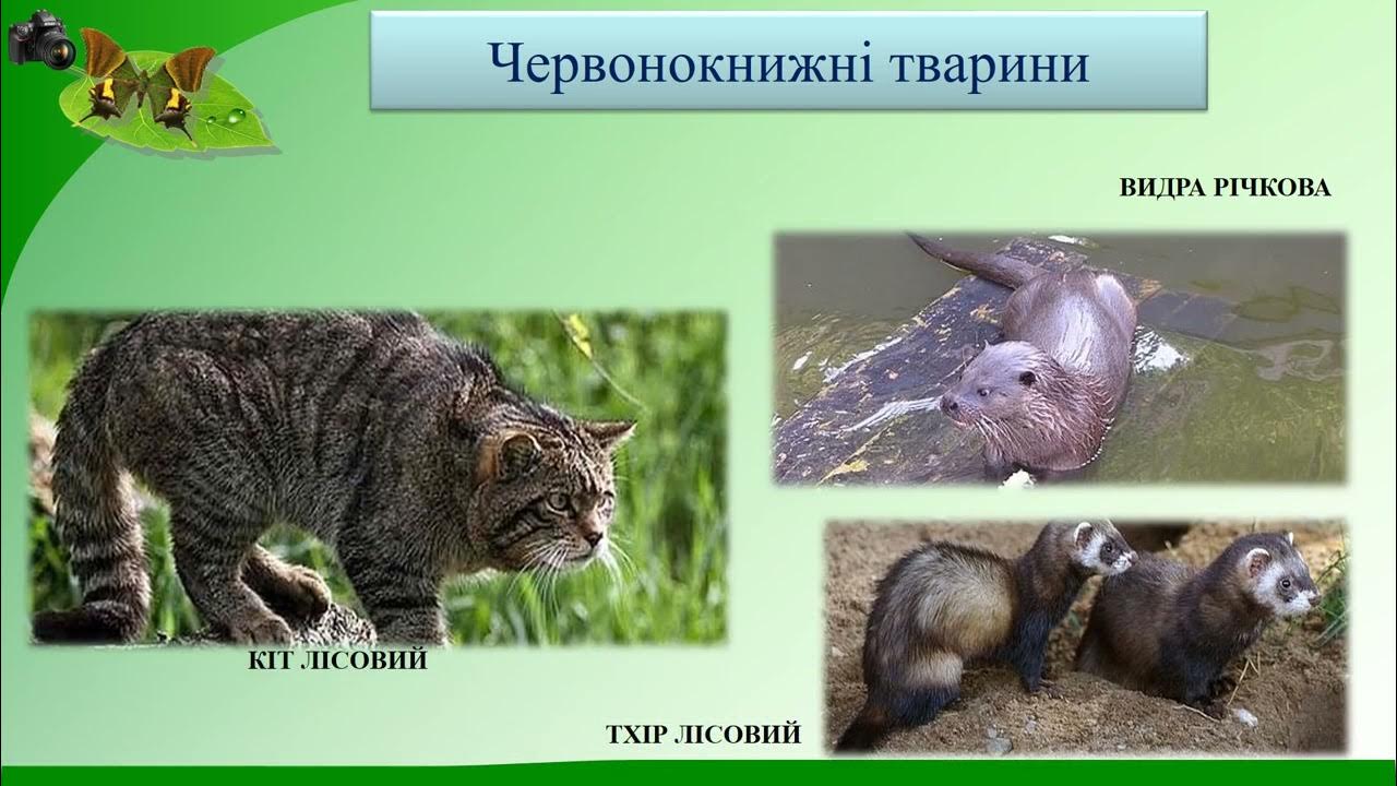 Слайд шоу Дика природа Дністровського каньйону - YouTube