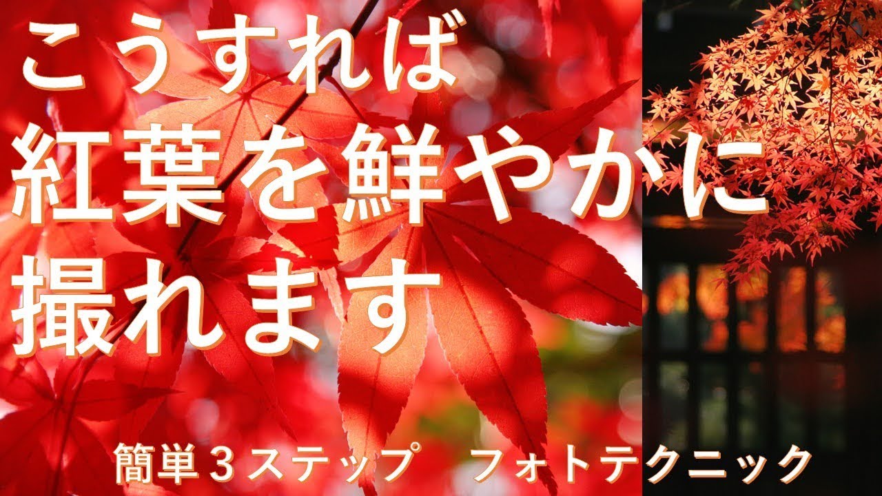 紅葉を鮮やかに撮る、簡単ワンポイント撮影テクニック！ - YouTube
