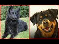 Top 10 razas de perros mas inteligentes del mundo 2da parte