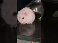 #hamster #fyp #cute