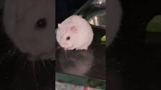 #hamster #fyp #cute