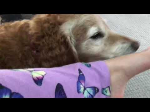 Rusty the dog licking my foot