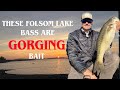 These Folsom Lake bass are gorging bait