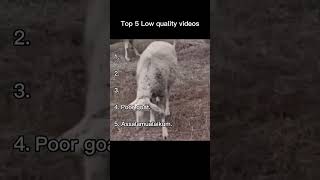 Top 5 low quality videos.