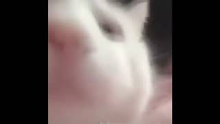 :catJAM: 2