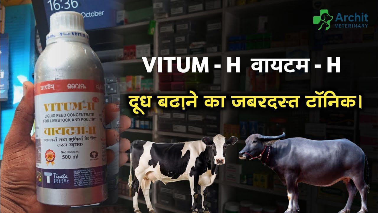 How to use Vitum-H Syrup. दूध और ताकत बढ़ाने का हर्बल टॉनिक। Archit Veterinary.