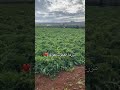 مزرعة العكوب في فلسطين
