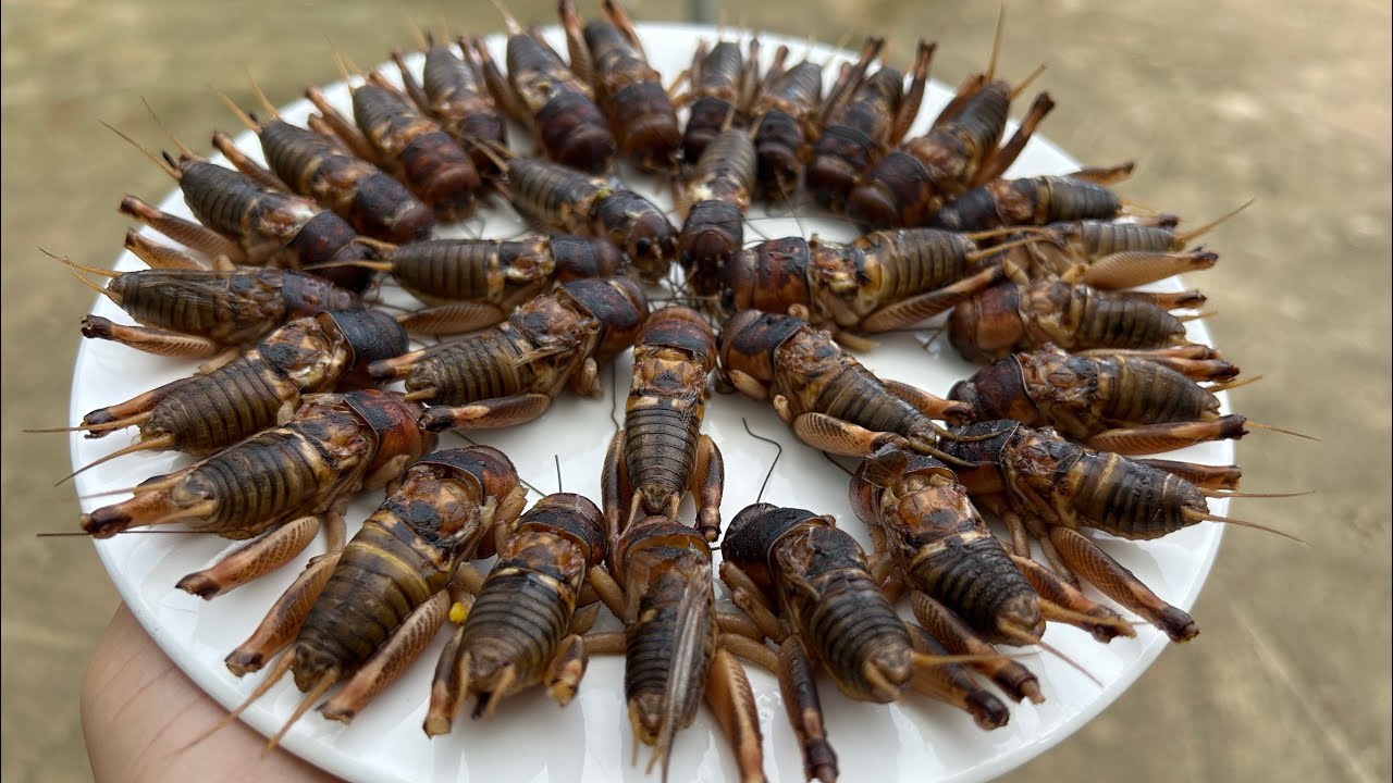 BƠM NƯỚC BẮT DẾ TRONG HANG - Bùi Văn Trọng