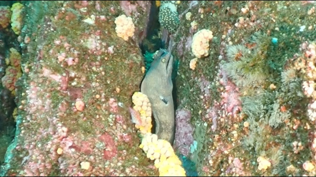 Diving Los Cabos. Gordo Banks and Arch, with Cabo Private Guide