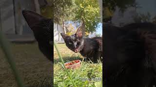 Kıyamam I लल Şfet