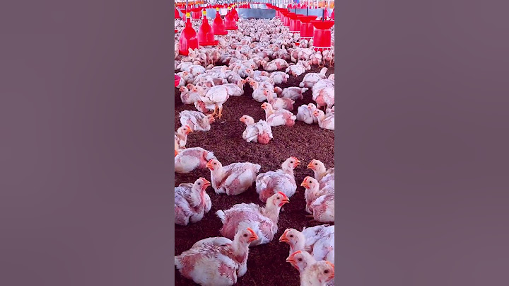 The United States: The World’s Largest Chicken Producer | SGK English