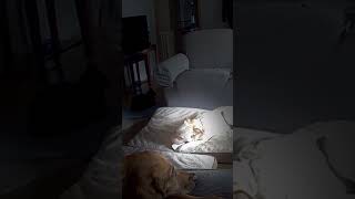 DOG CAUSED FIRE Chews on a Lithium-ion Battery and Sparks #dogs #firehouse