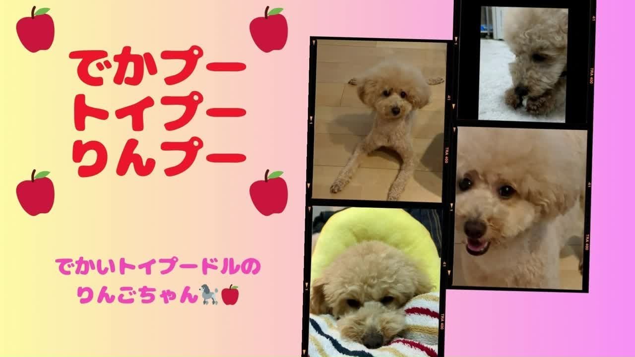 お散歩大好きデカプーと夜のお出かけ！　自由気ままに歩き回るデカいトイプードルのりんご🐩🍎。　はじめましての簡単な紹介