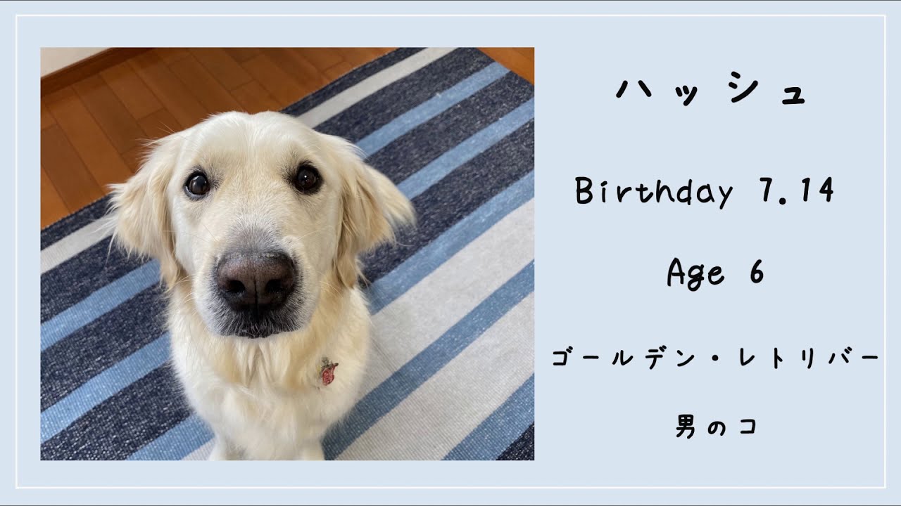 虐待や性被害にあった子どもたちに寄り添う犬 付添犬 つきそいけん の紹介 ジュディ オングさんから応援メッセージを頂きました Youtube