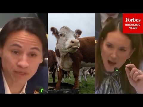 Sharice Davids Asks Brooke Rollins About Impact Of APHIS Staff Reductions On Cattle Disease Research