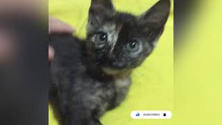 Lying cat | Gato acostado |#shorts by Ringo uwu oficial 163 views 2 years ago 11 seconds