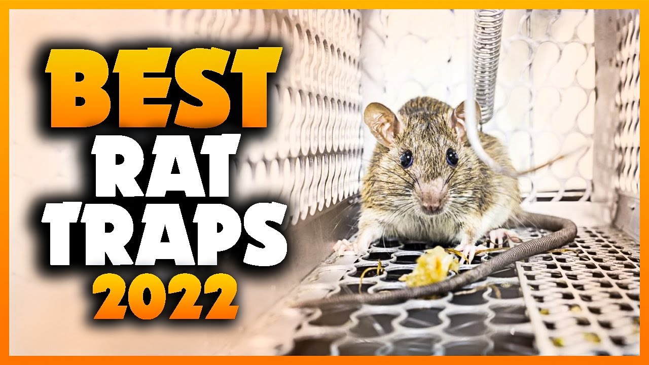 The 5 Best Rat Traps of 2023