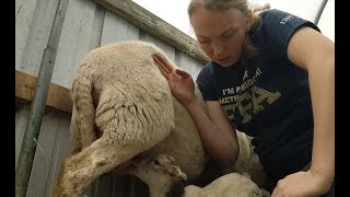 Teaching A Ewe to Let Her Lambs Eat Katahdin Lambing Vlog