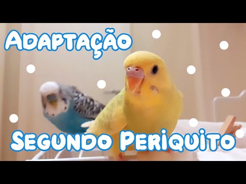 Vídeo: Como introduzir um segundo periquito