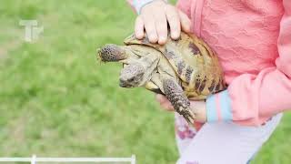 Tortoise is one hell of a Predator you don't want to mess with