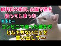 給料日の前日に公園で野良猫を拾ってしまった 何か食べさせようとコンビニのキャットフード前に行くとスーツ姿の女性がいた すると、その彼女がとんでもないことを言いだしてきた・・【猫のほのぼの話・朗読】