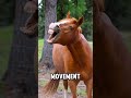 5 Animals That React Aggressively to Simple Triggers