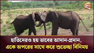 হাতিদেরও হয় ভাবের আদান-প্রদান, একে অপরের সাথে করে শুভেচ্ছা বিনিময় | Channel 24