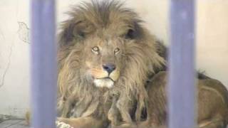 おびひろ動物園のライオン ドラゴンとエルザ