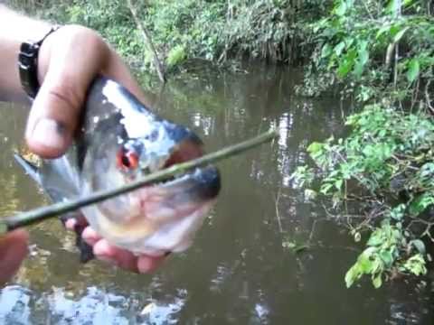 Piranha: Il pesce predatore con il morso fulminante. Ecco il Video