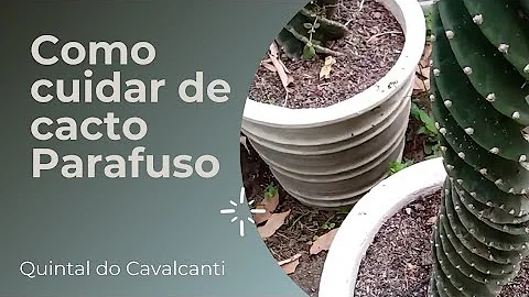 Como cuidar de cacto parafuso?
