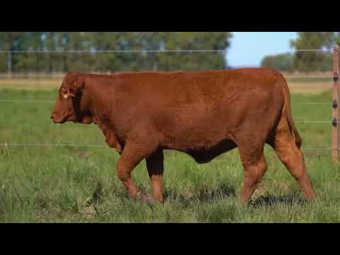 BAF LOTE 66   TAT 4799 BRANGUS F