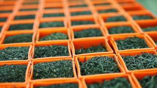 Details Tarlton Tea    Pure Ceylon Tea Update