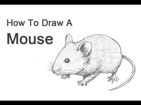 Chelsea Loren Edwards Sketchblog Field Mice Sketches  Mouse illustration  Animal drawings Mouse drawing