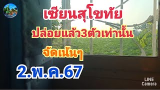 เซียนสุโขทัย#จัดเน้นๆปล่อยแล้ว3ตัวเท่านั้น#2.พ.ค.67