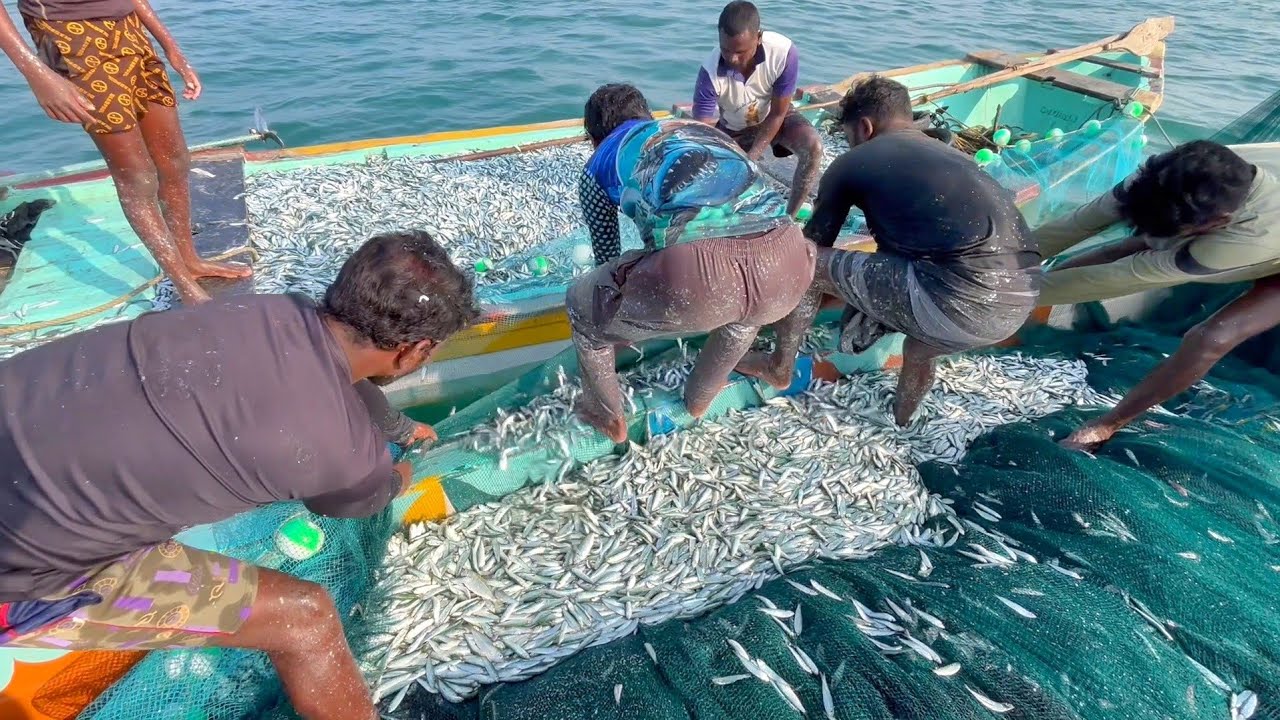 2000 கிலோ சால மீன் பிடித்தோம் | #தூத்துக்குடி