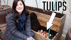 Planting Tulips in DECEMBER!!!
