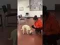 Video of adoptable pet named Thanksgiving 2025: Giblet