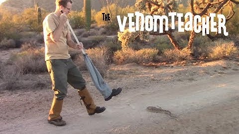 Rattlesnake Safety: Research 2