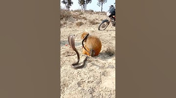oho! two king cobra snakes vs monkey short video #trending #kingcobra #foryou
