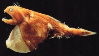 5 Strange Deep-Sea Creatures