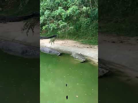 معلومات لا تعرفها عن طائر الزقاق و التمساح 