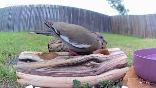 Beautiful White-winged dove having a bit of bird seed. #birdfeeder 