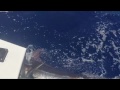 2016 Bermuda Big Game | Team Challenger | Blue Marlin