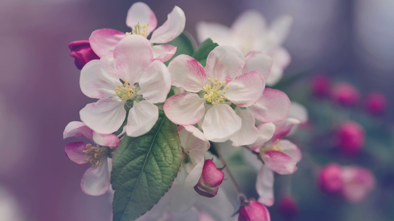 Hüzün Çiçekleri ♪ Fon Müziği ((Muhteşem))