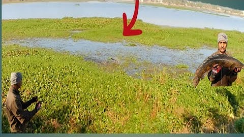 Amazing monster snakehead catching in wild  #murrelfishing #fish #bigsnakehead